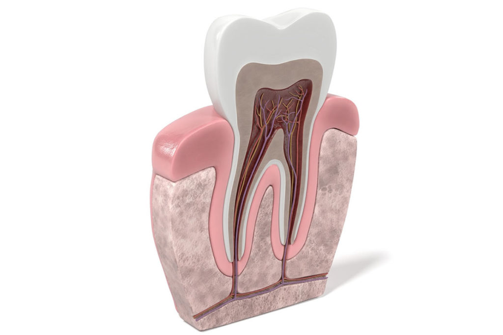 Endodontologie Den Haag